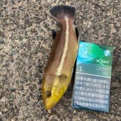 カワハギに狙いを定めて