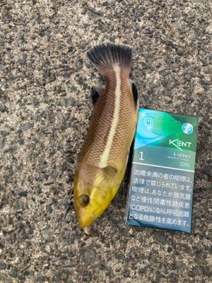 カワハギに狙いを定めて