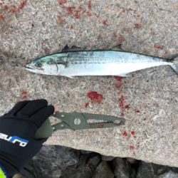 久しぶりのサゴシ