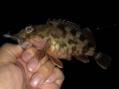 そろそろ厳しくなってきました