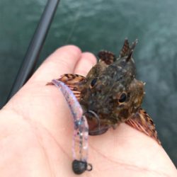 アジを求めて⑳