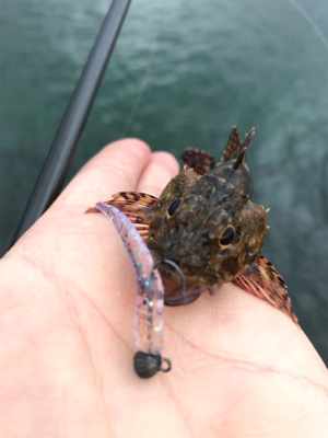 アジを求めて⑳