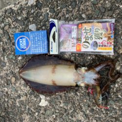 まだまだアオリイカ！