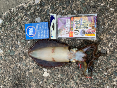 まだまだアオリイカ！