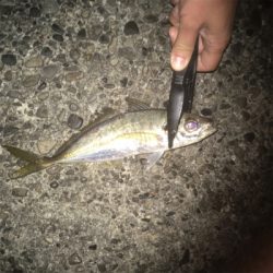 青物ボイル多発!