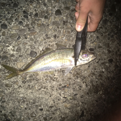 青物ボイル多発!