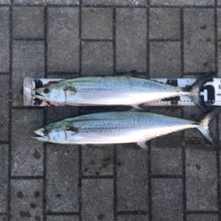 サゴシ57センチ、53センチ。。