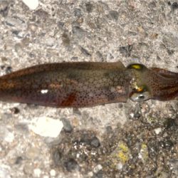 ヒイカ　エギング