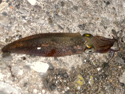 ヒイカ　エギング