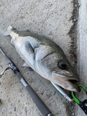 中古ルアー爆発