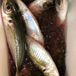 尺アジかと思いきや