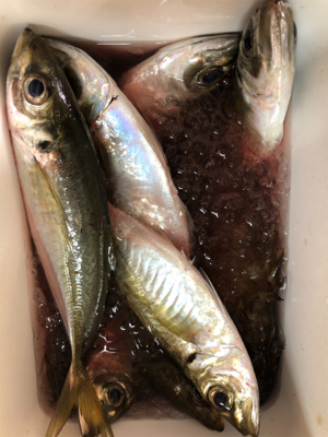 尺アジかと思いきや