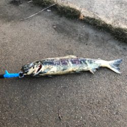 久しぶりの手取川