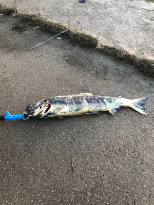 久しぶりの手取川