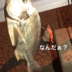 アコウかな？