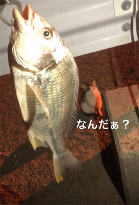 アコウかな？