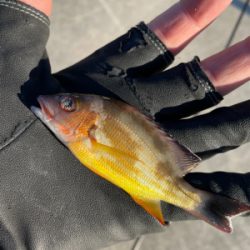 朝まずめ ライトゲーム