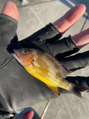 朝まずめ ライトゲーム