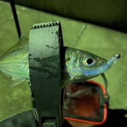 夜中　ライトゲーム