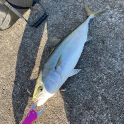 イワシのノマセでガツン！