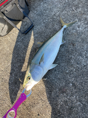 イワシのノマセでガツン！