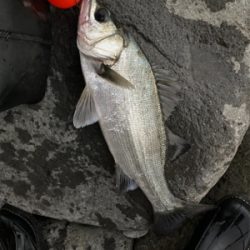 サラシの中からヒラスズキ！！