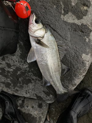 サラシの中からヒラスズキ！！