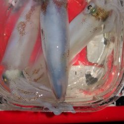 アジング練習 233