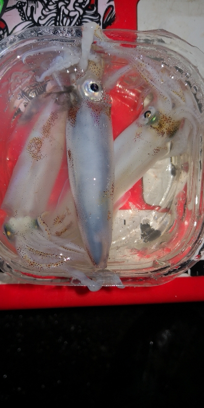 アジング練習 233