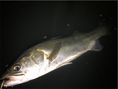 ナイトシーバス！