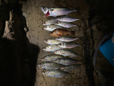 鳴門でフロートアジング