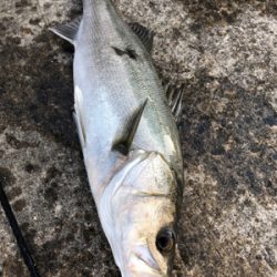 エビ撒き　セイゴ狙い