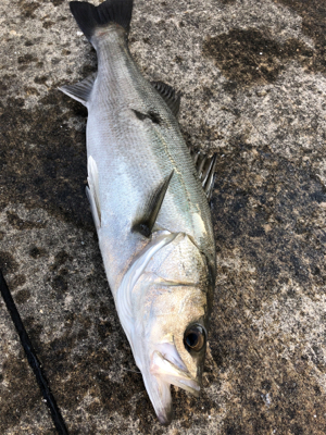 エビ撒き　セイゴ狙い