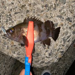 メバリング調査