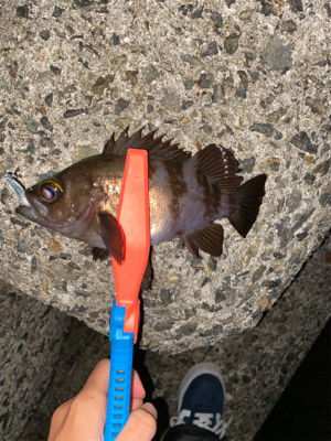 メバリング調査