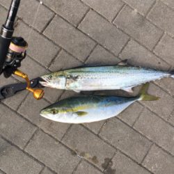 ギリ鰆62センチ。ハマチ47センチ。。