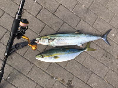 ギリ鰆62センチ。ハマチ47センチ。。