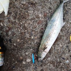 朝イチは寒いが