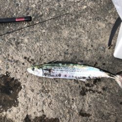サゴシ釣果