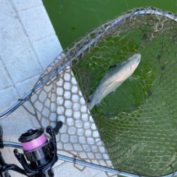 服部トラウト　トゥールチューン