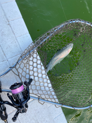 服部トラウト　トゥールチューン