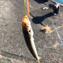 朝一のみカマス釣れてます