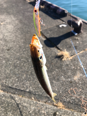 朝一のみカマス釣れてます