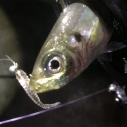 活性高いアジング