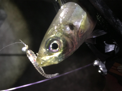 活性高いアジング