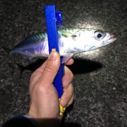 ライトゲームでアジ、メバル