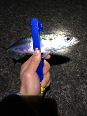 ライトゲームでアジ、メバル