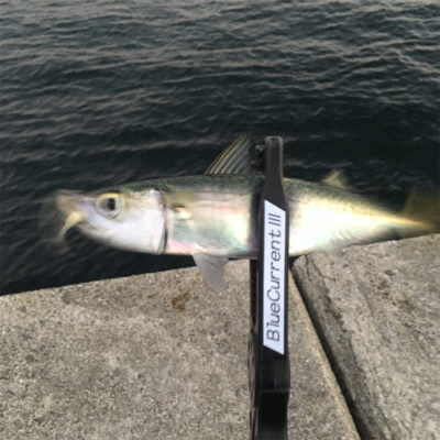 夕まずめの全集中❗️