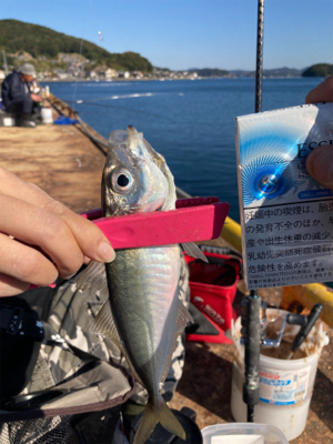 アジの入れ食い