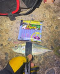 アジ釣れますねぇ〜